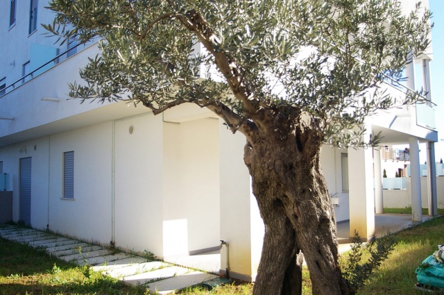 Garden with olive tree of new apartment in Francavilla al Mare